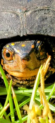 Baby Turtle